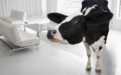 We need to talk about the cow in the room