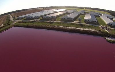 The scary new math of factory farm waste