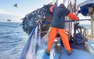 The real threat to the ocean is the fish on your plate