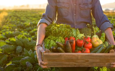 Plant-based agriculture conversion: Sustainability and development