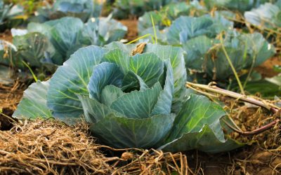 The answer to fighting climate change is plant-based