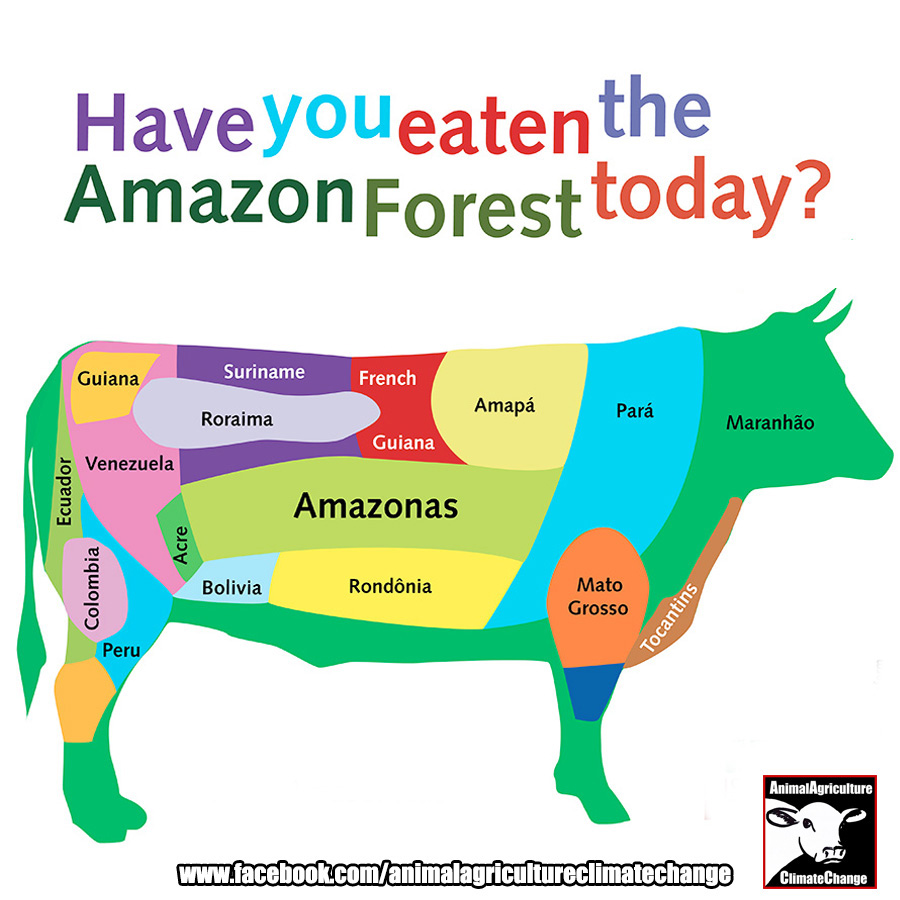 AACC EatenAmazonForest