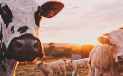 Global food producers not facing up to role in climate crisis