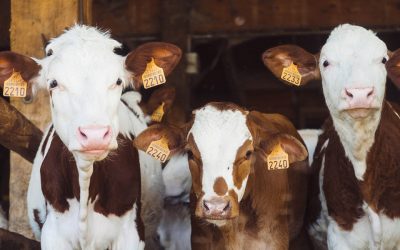 Meat and dairy industries feeling effects of climate change