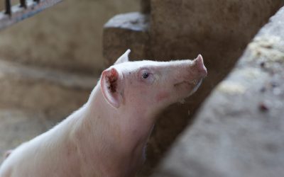 By committing to help animals, you’ll help our planet too