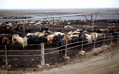 World’s largest animal protein producers must clean up their act
