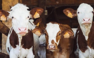 Beef and dairy industries fight back over climate change