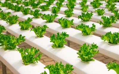 The writing on the wall: The coming collapse of the Animal Agriculture industry