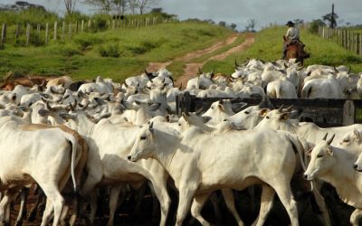 Will animal agriculture kill the planet?