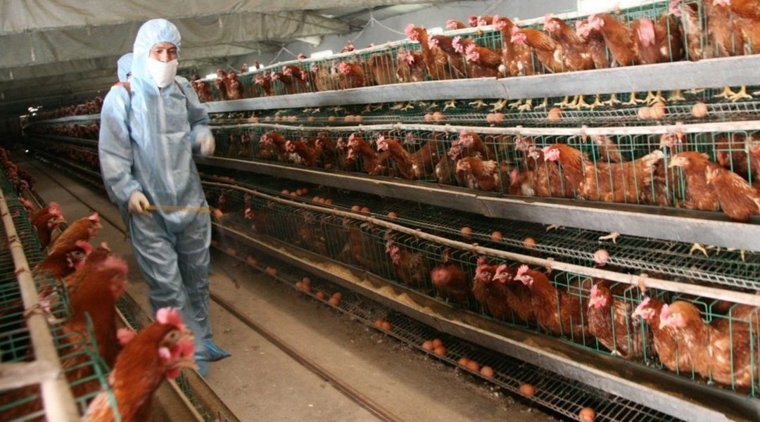 chickens in factory farm