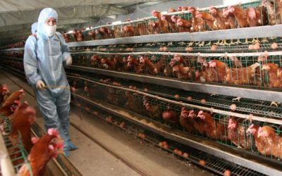 Tax meat and dairy farmers like tobacco companies says new report