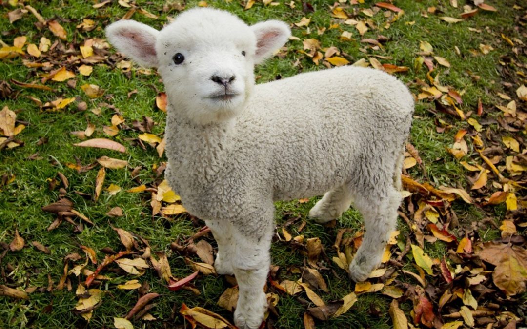 cute baby lamb e1571399206165