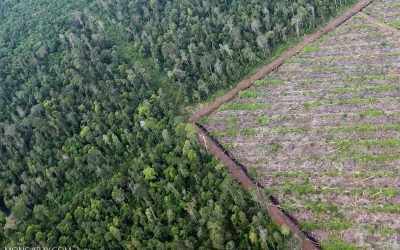 How the humble soya bean became a symbol for an environmental disaster