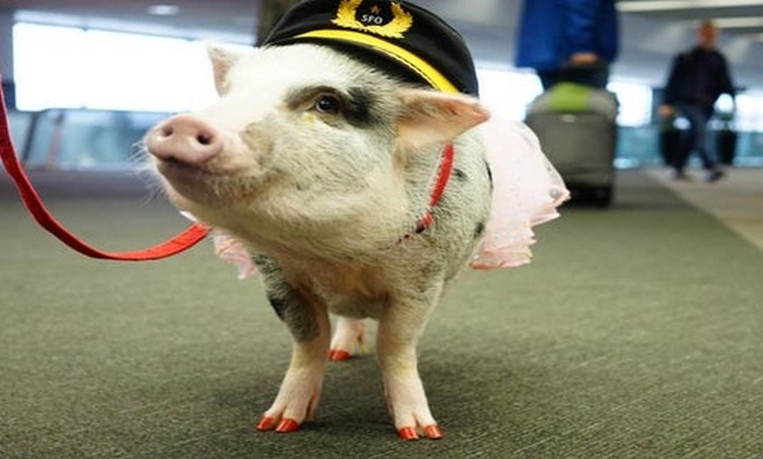 Lilou the pig 2