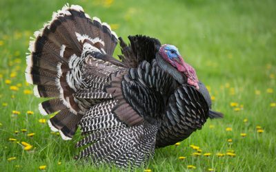 Start a new tradition this Thanksgiving – keep turkey off your plate