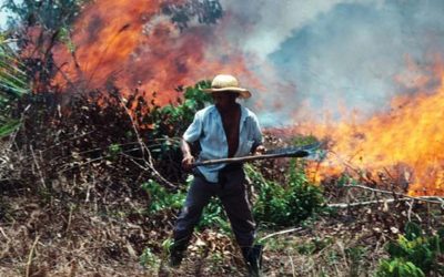 World loses forests as wildfires set by farmers to deforest land for cattle ranching