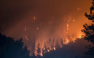 2019: The year the world was startled into talking about nature