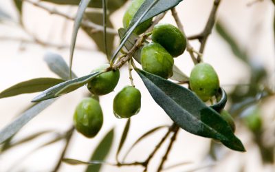 Olive farms in danger due to climate change