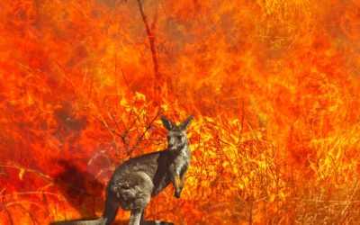 Australian wildfires show that animals should not be farmed in these areas
