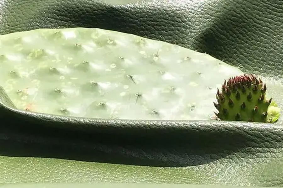 CactusLeather
