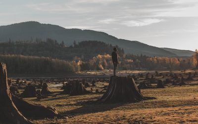 Eliminating deforestation is better than planting trees