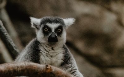 Madagascar’s rainforests could be gone by 2050