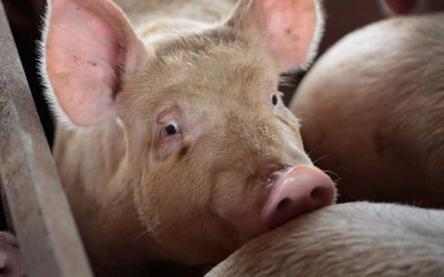 agriculture recent news