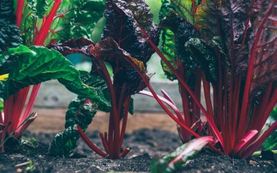 The United Nations declares 2020 the International Year of Plant Health