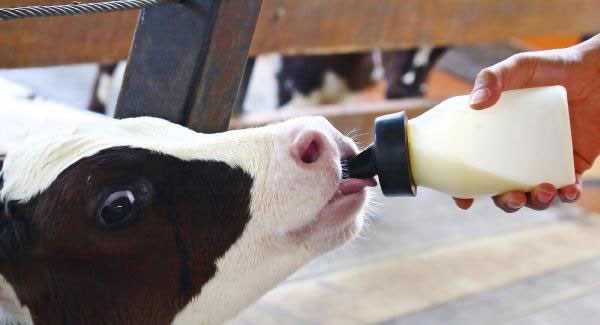 baby calf being fed by bottle