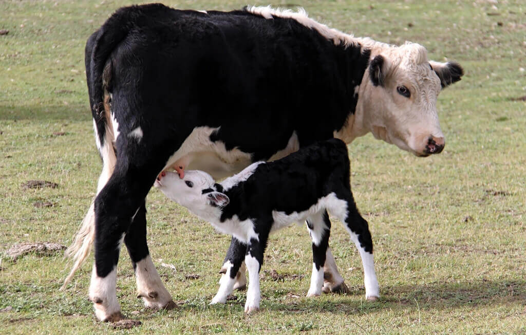 baby calf drinking milk from mother