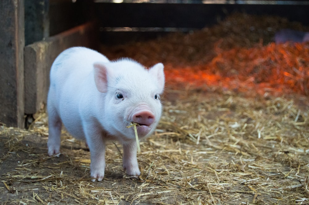 baby piglet