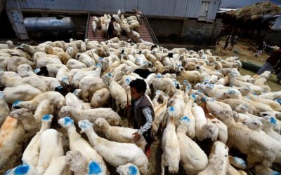 The Hell and Horror of Live Animal Exports to the Middle East