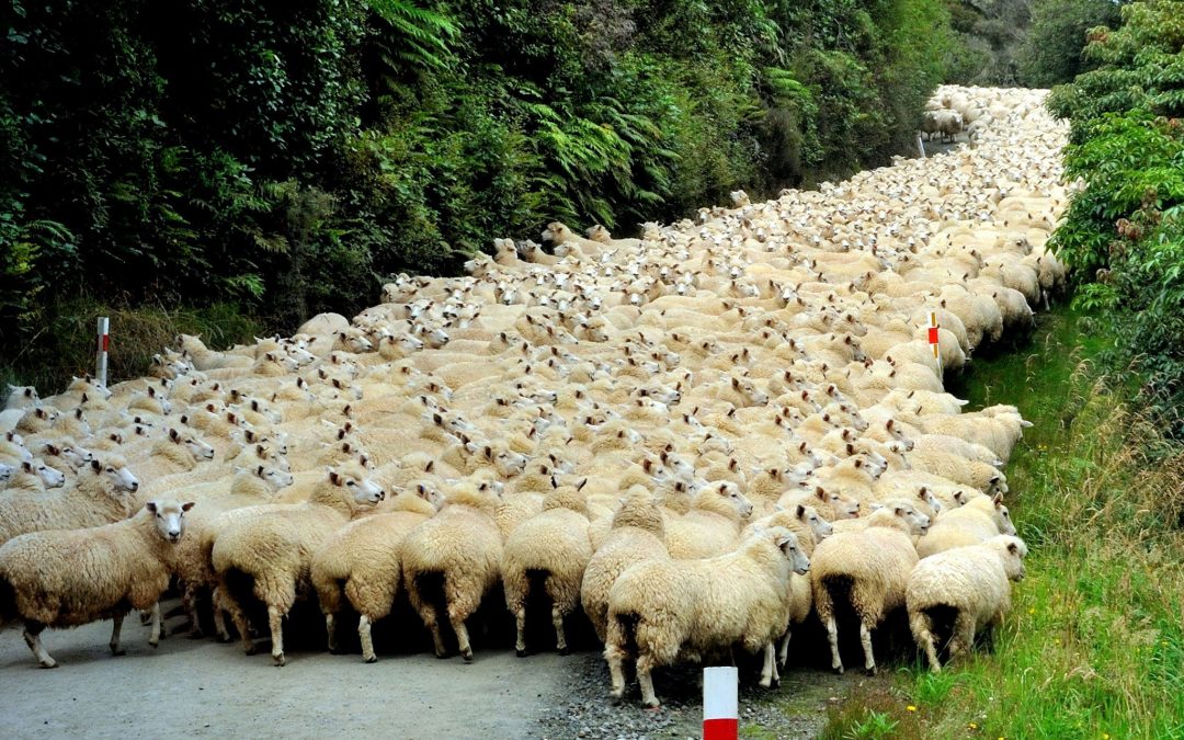 New Zealand sheep