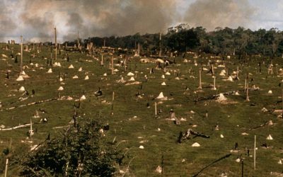 80 {85424e366b324f7465dc80d56c21055464082cc00b76c51558805a981c8fcd63} of the Amazon is being burned for cattle ranching and cattle feed plantations