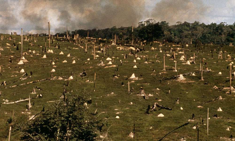 cattle ranching and forest burning