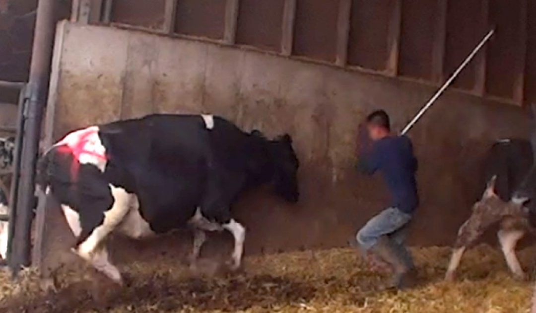 cow being abused