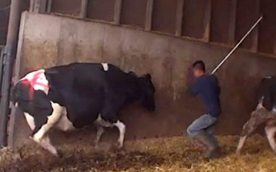 Meat is killing us, the planet and the planet. So why is it still being subsidized by governments?