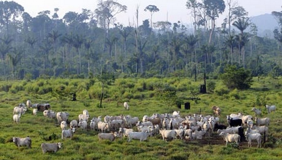 Cattle in the amazon