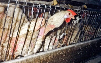 Our factory farm food system is destroying the planet