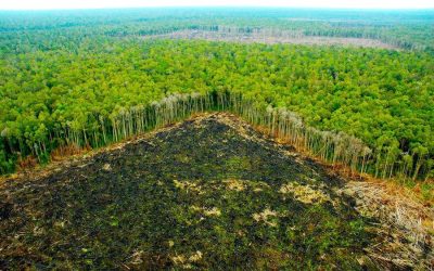 Destruction of Amazon Rainforest Reaching Point Of No Return
