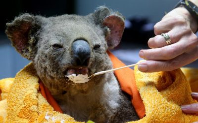 Australian Wildfires: A Willful Man-Made Tragedy