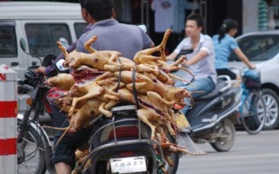 Coronavirus Big Wake Up Call Against Animal Exploitation