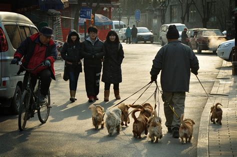 chinese pets