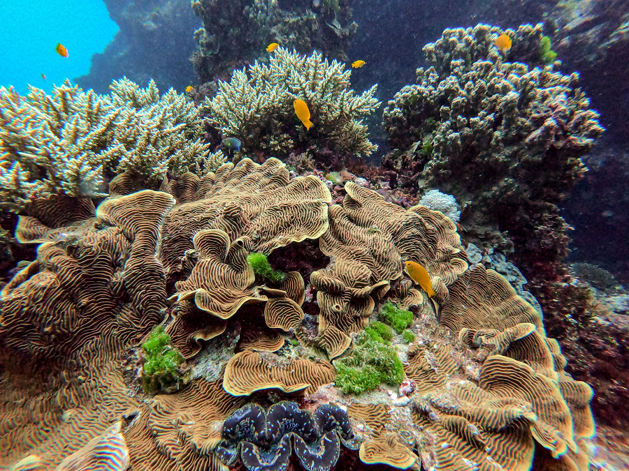 coral