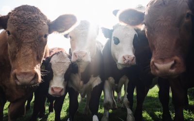 Environmental Education Has An Influence on People Going Vegan