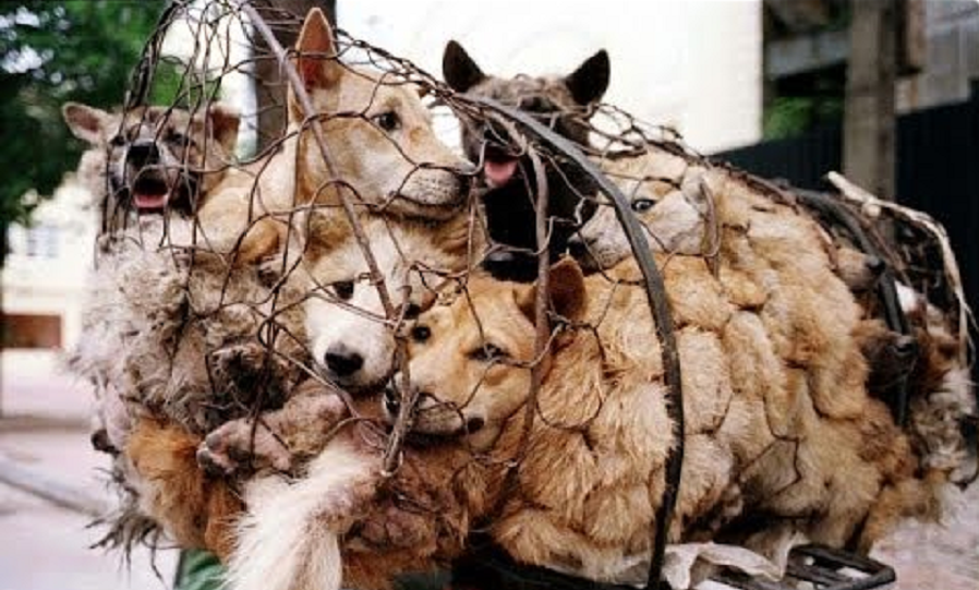 dogs