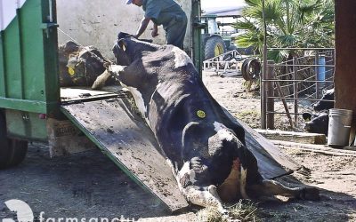 Why the meat industry is so unsustainable
