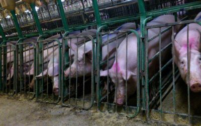 The ‘Sick’ Truth About Factory Farms