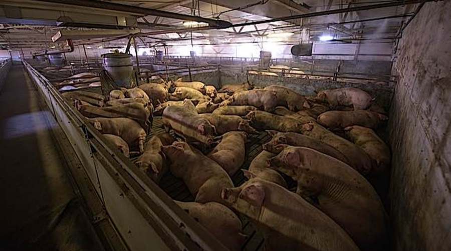 factory farm piggies