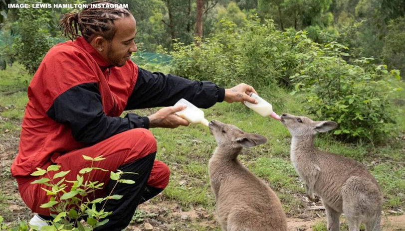lewis hamilton feeding baby kangaroos